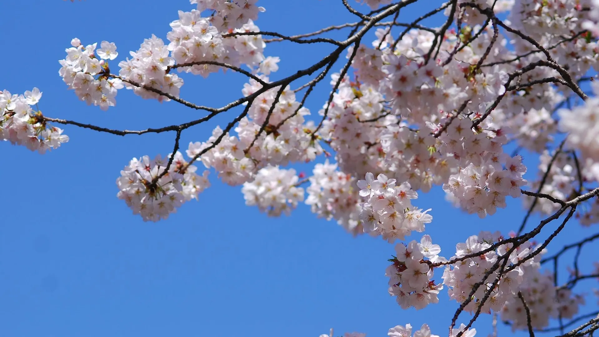 Hotel New Otani Tokyo Executive House Zen